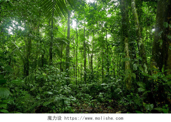 亚马逊热带雨林景观